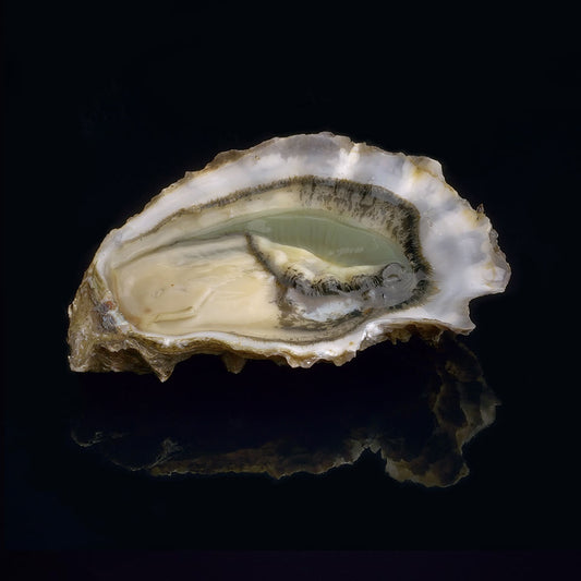 (Pre-Order) Oyster Secrete no.3 David Herve 24 pcs